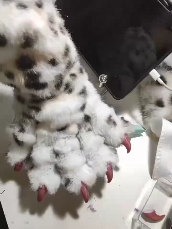 Leopard-print fur fabric paws  Pink claws furry fursuit