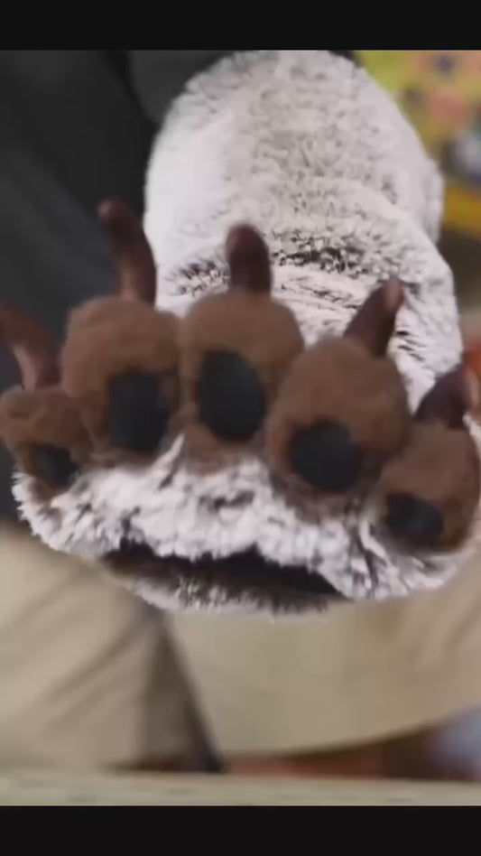 Brown Bear Paws – Chubby Paws furry fursuit  paws